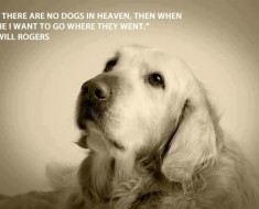 Quotes for Dogs | Dog quotes |Famous quotes about dogs